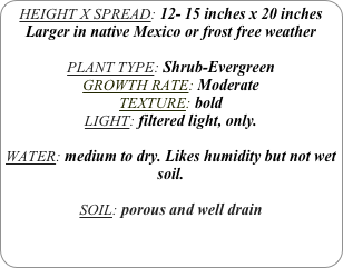 HEIGHT X SPREAD: 12- 15 inches x 20 inches Larger in native Mexico or frost free weather

PLANT TYPE: Shrub-Evergreen
GROWTH RATE: Moderate
TEXTURE: bold
LIGHT: filtered light, only.

WATER: medium to dry. Likes humidity but not wet soil.

SOIL: porous and well drain
