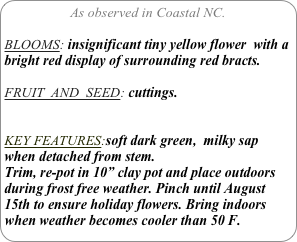 As observed in Coastal NC.

BLOOMS: insignificant tiny yellow flower  with a bright red display of surrounding red bracts.

FRUIT  AND  SEED: cuttings.


KEY FEATURES:soft dark green,  milky sap when detached from stem.
Trim, re-pot in 10” clay pot and place outdoors during frost free weather. Pinch until August 15th to ensure holiday flowers. Bring indoors when weather becomes cooler than 50 F.