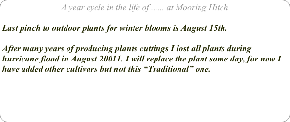 A year cycle in the life of ...... at Mooring Hitch

Last pinch to outdoor plants for winter blooms is August 15th.

After many years of producing plants cuttings I lost all plants during hurricane flood in August 20011. I will replace the plant some day, for now I have added other cultivars but not this “Traditional” one.

    