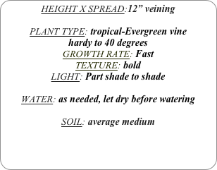 HEIGHT X SPREAD:12” veining

PLANT TYPE: tropical-Evergreen vine
hardy to 40 degrees
GROWTH RATE: Fast
TEXTURE: bold
LIGHT: Part shade to shade

WATER: as needed, let dry before watering

SOIL: average medium
