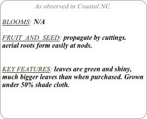 As observed in Coastal NC.

BLOOMS: N/A

FRUIT  AND  SEED: propagate by cuttings. aerial roots form easily at nods.


KEY FEATURES: leaves are green and shiny, much bigger leaves than when purchased. Grown under 50% shade cloth.