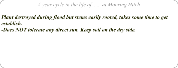 A year cycle in the life of ...... at Mooring Hitch

Plant destroyed during flood but stems easily rooted, takes some time to get establish.
-Does NOT tolerate any direct sun. Keep soil on the dry side.

