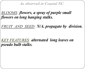 As observed in Coastal NC.

BLOOMS: flowers, a spray of purple small flowers on long hanging stalks.

FRUIT  AND  SEED: N/A, propagate by  division.


KEY FEATURES: alternated  long leaves on pseudo bulb stalks.