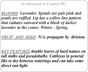 As observed in Coastal NC.

BLOOMS: Lavender. Spetals are pale pink and petals are ruffled. Lip has a yellow line pattern that radiates outward with a blush of darker lavender in the center. Winter - Spring.

FRUIT  AND  SEED: N/A, propagate by  division.


KEY FEATURES:double leaves of hard nature on tall stalks and pseudobulbs. Cattleyas in general like to dry between waterings and can take some direct sun light.