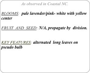 As observed in Coastal NC.

BLOOMS:  pale lavender/pink- white with yellow center

FRUIT  AND  SEED: N/A, propagate by  division.


KEY FEATURES: alternated  long leaves on pseudo bulb 