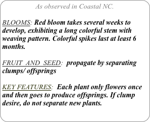 As observed in Coastal NC.

BLOOMS: Red bloom takes several weeks to develop, exhibiting a long colorful stem with weaving pattern. Colorful spikes last at least 6 months.

FRUIT  AND  SEED:  propagate by separating clumps/ offsprings

KEY FEATURES:  Each plant only flowers once and then goes to produce offsprings. If clump desire, do not separate new plants.