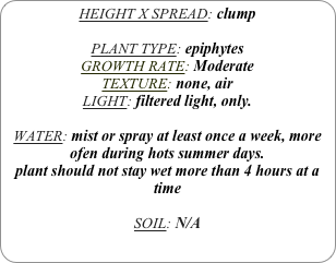 HEIGHT X SPREAD: clump

PLANT TYPE: epiphytes
GROWTH RATE: Moderate
TEXTURE: none, air
LIGHT: filtered light, only.

WATER: mist or spray at least once a week, more ofen during hots summer days.
plant should not stay wet more than 4 hours at a time

SOIL: N/A 

