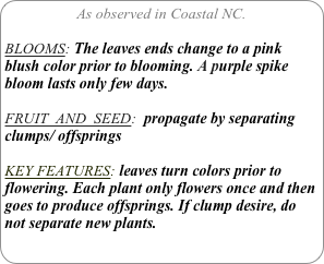As observed in Coastal NC.

BLOOMS: The leaves ends change to a pink blush color prior to blooming. A purple spike bloom lasts only few days. 

FRUIT  AND  SEED:  propagate by separating clumps/ offsprings

KEY FEATURES: leaves turn colors prior to flowering. Each plant only flowers once and then goes to produce offsprings. If clump desire, do not separate new plants.
