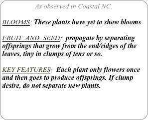 As observed in Coastal NC.

BLOOMS: These plants have yet to show blooms

FRUIT  AND  SEED:  propagate by separating offsprings that grow from the end/ridges of the leaves, tiny in clumps of tens or so.

KEY FEATURES:  Each plant only flowers once and then goes to produce offsprings. If clump desire, do not separate new plants.
