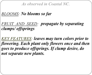 As observed in Coastal NC.

BLOOMS: No blooms so far

FRUIT  AND  SEED:  propagate by separating clumps/ offsprings

KEY FEATURES: leaves may turn colors prior to flowering. Each plant only flowers once and then goes to produce offsprings. If clump desire, do not separate new plants.