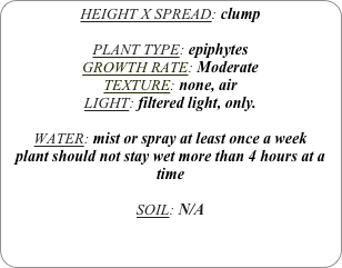 HEIGHT X SPREAD: clump

PLANT TYPE: epiphytes
GROWTH RATE: Moderate
TEXTURE: none, air
LIGHT: filtered light, only.

WATER: mist or spray at least once a week 
plant should not stay wet more than 4 hours at a time

SOIL: N/A 
