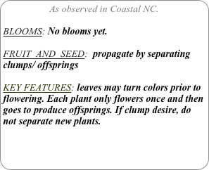 As observed in Coastal NC.

BLOOMS: No blooms yet.

FRUIT  AND  SEED:  propagate by separating clumps/ offsprings

KEY FEATURES: leaves may turn colors prior to flowering. Each plant only flowers once and then goes to produce offsprings. If clump desire, do not separate new plants.