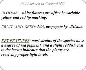 As observed in Coastal NC.

BLOOMS:   white flowers are offset be variable yellow and red lip marking.

FRUIT  AND  SEED: N/A, propagate by  division.


KEY FEATURES: most strains of the species have a degree of red pigment, and a slight reddish cast to the leaves indicates that the plants are receiving proper light levels. 