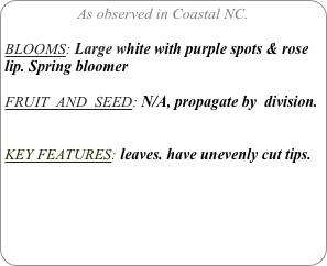As observed in Coastal NC.

BLOOMS: Large white with purple spots & rose lip. Spring bloomer

FRUIT  AND  SEED: N/A, propagate by  division.


KEY FEATURES: leaves. have unevenly cut tips.