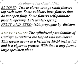 As observed in Coastal NC.
BLOOMS:  Two to eleven orange small flowers top each stem. Some cultivars have flowers that do not open fully. Some flowers self-pollinate prior to opening. Late winter- spring.
FRUIT  AND  SEED: N/A, propagate by  division.

KEY FEATURES: The cylindrical pseudobulbs of Cattleya aurantiaca are topped with two leaves. This species grows to a height of 18-24 inches tall and is a vigorous grower. With time it may form a large specimen plant.