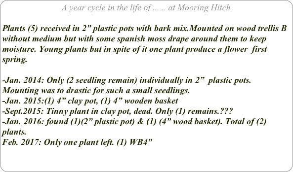 A year cycle in the life of ...... at Mooring Hitch

Plants (5) received in 2” plastic pots with bark mix.Mounted on wood trellis B without medium but with some spanish moss drape around them to keep moisture. Young plants but in spite of it one plant produce a flower  first spring.

-Jan. 2014: Only (2 seedling remain) individually in 2”  plastic pots. Mounting was to drastic for such a small seedlings. 
-Jan. 2015:(1) 4” clay pot, (1) 4” wooden basket
-Sept.2015: Tinny plant in clay pot, dead. Only (1) remains.???
-Jan. 2016: found (1)(2” plastic pot) & (1) (4” wood basket). Total of (2) plants.
Feb. 2017: Only one plant left. (1) WB4”