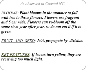 As observed in Coastal NC.

BLOOMS: Plant blooms in the summer to fall with two to three flowers. Flowers are fragrant and 5 cm wide. Flowers can re-bloom off the same stem year after year, so do not cut it if it is green.

FRUIT  AND  SEED: N/A, propagate by  division.


KEY FEATURES: If leaves turn yellow, they are receiving too much light.