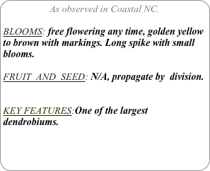 As observed in Coastal NC.

BLOOMS: free flowering any time, golden yellow to brown with markings. Long spike with small blooms.

FRUIT  AND  SEED: N/A, propagate by  division.


KEY FEATURES:One of the largest dendrobiums.