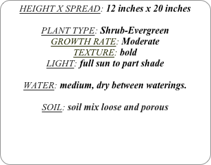 HEIGHT X SPREAD: 12 inches x 20 inches

PLANT TYPE: Shrub-Evergreen
GROWTH RATE: Moderate
TEXTURE: bold
LIGHT: full sun to part shade

WATER: medium, dry between waterings.

SOIL: soil mix loose and porous
