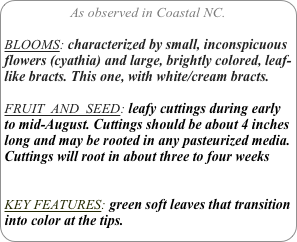 As observed in Coastal NC.

BLOOMS: characterized by small, inconspicuous flowers (cyathia) and large, brightly colored, leaf-like bracts. This one, with white/cream bracts.

FRUIT  AND  SEED: leafy cuttings during early to mid-August. Cuttings should be about 4 inches long and may be rooted in any pasteurized media. Cuttings will root in about three to four weeks 


KEY FEATURES: green soft leaves that transition into color at the tips.