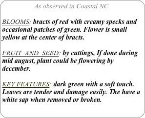 As observed in Coastal NC.

BLOOMS: bracts of red with creamy specks and occasional patches of green. Flower is small yellow at the center of bracts.

FRUIT  AND  SEED: by cuttings, If done during mid august, plant could be flowering by december.

KEY FEATURES: dark green with a soft touch. Leaves are tender and damage easily. The have a white sap when removed or broken.