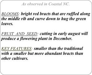 As observed in Coastal NC.

BLOOMS: bright red bracts that are ruffled along the middle rib and curve down to hug the green leaves. 

FRUIT  AND  SEED: cutting in early august will produce a flowering plant in December.

KEY FEATURES: smaller than the traditional with a smaller but more abundant bracts than other cultivars.