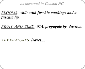 As observed in Coastal NC.

BLOOMS: white with fuschia markings and a fuschia lip.

FRUIT  AND  SEED: N/A, propagate by  division.


KEY FEATURES: leaves....