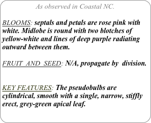As observed in Coastal NC.

BLOOMS: septals and petals are rose pink with white. Midlobe is round with two blotches of yellow-white and lines of deep purple radiating outward between them.

FRUIT  AND  SEED: N/A, propagate by  division.


KEY FEATURES: The pseudobulbs are cylindrical, smooth with a single, narrow, stiffly erect, grey-green apical leaf.