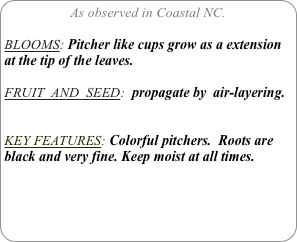 As observed in Coastal NC.

BLOOMS: Pitcher like cups grow as a extension at the tip of the leaves.

FRUIT  AND  SEED:  propagate by  air-layering.


KEY FEATURES: Colorful pitchers.  Roots are black and very fine. Keep moist at all times.
