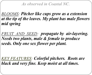 As observed in Coastal NC.

BLOOMS: Pitcher like cups grow as a extension at the tip of the leaves. My plant has male flowers mid spring

FRUIT  AND  SEED:  propagate by  air-layering. Needs two plants, male & female to produce seeds. Only one sex flower per plant.


KEY FEATURES: Colorful pitchers.  Roots are black and very fine. Keep moist at all times.