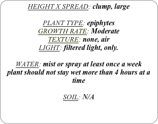 HEIGHT X SPREAD: clump, large

PLANT TYPE: epiphytes
GROWTH RATE: Moderate
TEXTURE: none, air
LIGHT: filtered light, only.

WATER: mist or spray at least once a week 
plant should not stay wet more than 4 hours at a time

SOIL: N/A 
