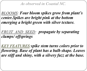 As observed in Coastal NC.

BLOOMS: Four bloom spikes grow from plant’s center.Spikes are bright pink at the bottom emerging a bright green with silver texture.

FRUIT  AND  SEED:  propagate by separating clumps/ offsprings

KEY FEATURES:spike stem turns colors prior to flowering. Base of plant has a bulb shape. Leaves are stiff and shiny, with a silvery fuzz at the base.