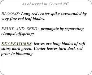 As observed in Coastal NC.

BLOOMS: Long red center spike surrounded by very fine red leaf blades.

FRUIT  AND  SEED:  propagate by separating clumps/ offsprings

KEY FEATURES: leaves are long blades of soft  shiny dark green. Center leaves turn dark red prior to blooming