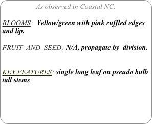 As observed in Coastal NC.

BLOOMS:  Yellow/green with pink ruffled edges and lip.

FRUIT  AND  SEED: N/A, propagate by  division.


KEY FEATURES: single long leaf on pseudo bulb  tall stems