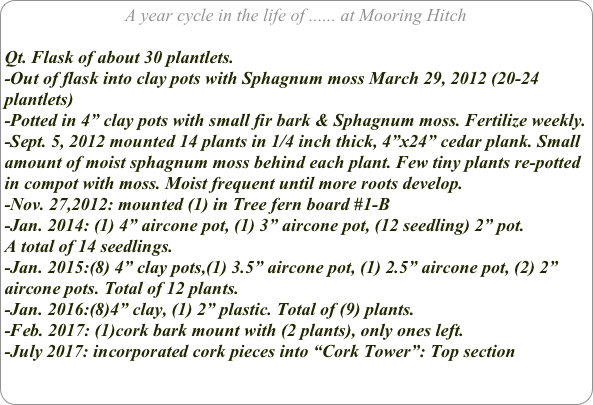 A year cycle in the life of ...... at Mooring Hitch

Qt. Flask of about 30 plantlets.
-Out of flask into clay pots with Sphagnum moss March 29, 2012 (20-24 plantlets)
-Potted in 4” clay pots with small fir bark & Sphagnum moss. Fertilize weekly.
-Sept. 5, 2012 mounted 14 plants in 1/4 inch thick, 4”x24” cedar plank. Small amount of moist sphagnum moss behind each plant. Few tiny plants re-potted in compot with moss. Moist frequent until more roots develop.
-Nov. 27,2012: mounted (1) in Tree fern board #1-B
-Jan. 2014: (1) 4” aircone pot, (1) 3” aircone pot, (12 seedling) 2” pot.
A total of 14 seedlings.
-Jan. 2015:(8) 4” clay pots,(1) 3.5” aircone pot, (1) 2.5” aircone pot, (2) 2” aircone pots. Total of 12 plants.
-Jan. 2016:(8)4” clay, (1) 2” plastic. Total of (9) plants.
-Feb. 2017: (1)cork bark mount with (2 plants), only ones left.
-July 2017: incorporated cork pieces into “Cork Tower”: Top section