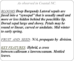 As observed in Coastal NC.

BLOOMS:Deep Burgundy Lateral sepals are fused into a “synsepal” that is usually small and more or less hidden behind the pouchlike lip. Dorsal sepal large and showy. Petals may be round or linear, curved or undulate. Mid winter to early spring.

FRUIT  AND  SEED: N/A, propagate by  division.

KEY FEATURES: Hybrid, a cross between:callosum x lawrenceanum. Mottled leaves.