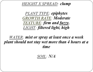 HEIGHT X SPREAD: clump

PLANT TYPE: epiphytes
GROWTH RATE: Moderate
TEXTURE: firm and fuzzy.
LIGHT: filtered light, high

WATER: mist or spray at least once a week 
plant should not stay wet more than 4 hours at a time

SOIL: N/A 
