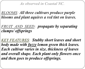 As observed in Coastal NC.

BLOOMS: All three cultivars produce purple blooms and plant aquires a red tint on leaves.

FRUIT  AND  SEED:  propagate by separating clumps/ offsprings

KEY FEATURES:  Stubby short leaves and short body made with fuzzy lemon green thick leaves. 
Each cultivar varies in size, thickness of leaves and overall shape. Each plant only flowers once and then goes to produce offsprings. 