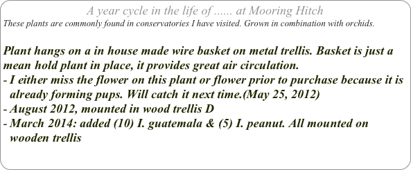 A year cycle in the life of ...... at Mooring Hitch
These plants are commonly found in conservatories I have visited. Grown in combination with orchids.

Plant hangs on a in house made wire basket on metal trellis. Basket is just a mean hold plant in place, it provides great air circulation.
I either miss the flower on this plant or flower prior to purchase because it is already forming pups. Will catch it next time.(May 25, 2012)
August 2012, mounted in wood trellis D
March 2014: added (10) I. guatemala & (5) I. peanut. All mounted on wooden trellis
