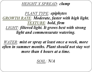 HEIGHT X SPREAD: clump

PLANT TYPE: epiphytes
GROWTH RATE: Moderate, faster with high light.
TEXTURE: bold, firm
LIGHT: filtered light. It grows best with strong light and commensurate watering.

WATER: mist or spray at least once a week, more often in summer months. Plant should not stay wet more than 4 hours at a time.

SOIL: N/A 
