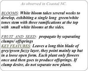 As observed in Coastal NC.

BLOOMS: White bloom takes several weeks to develop, exhibiting a single long  green/white tones stem with three ramifications at the top with  small white blooms at the sides.

FRUIT  AND  SEED:  propagate by separating clumps/ offsprings
KEY FEATURES: Leaves a long thin blade of grey/green fuzzy layer, they point mainly up but in a loose open form. Each plant only flowers once and then goes to produce offsprings. If clump desire, do not separate new plants.