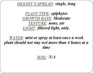 HEIGHT X SPREAD: single, long

PLANT TYPE: epiphytes
GROWTH RATE: Moderate
TEXTURE: none, air
LIGHT: filtered light, only.

WATER: mist or spray at least once a week 
plant should not stay wet more than 4 hours at a time

SOIL: N/A 
