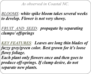 As observed in Coastal NC.

BLOOMS: white spike bloom takes several weeks to develop. Flower is not very showy.

FRUIT  AND  SEED:  propagate by separating clumps/ offsprings

KEY FEATURES:  Leaves are long thin blades of fuzzy grey/green color. Best grown for it’s loose flowy foliage.
Each plant only flowers once and then goes to produce off-springs. If clump desire, do not separate new plants.