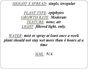 HEIGHT X SPREAD: single, irregular 

PLANT TYPE: epiphytes
GROWTH RATE: Moderate
TEXTURE: none, air
LIGHT: filtered light, only.

WATER: mist or spray at least once a week 
plant should not stay wet more than 4 hours at a time

SOIL: N/A 
