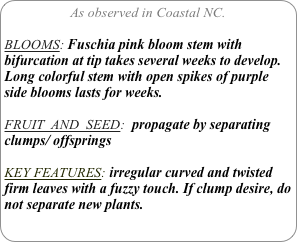 As observed in Coastal NC.

BLOOMS: Fuschia pink bloom stem with bifurcation at tip takes several weeks to develop. Long colorful stem with open spikes of purple side blooms lasts for weeks.

FRUIT  AND  SEED:  propagate by separating clumps/ offsprings

KEY FEATURES: irregular curved and twisted firm leaves with a fuzzy touch. If clump desire, do not separate new plants.