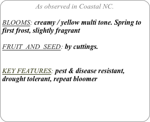 As observed in Coastal NC.

BLOOMS: creamy / yellow multi tone. Spring to first frost, slightly fragrant

FRUIT  AND  SEED: by cuttings.


KEY FEATURES: pest & disease resistant, drought tolerant, repeat bloomer
