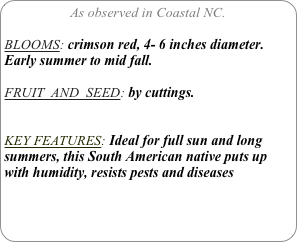 As observed in Coastal NC.

BLOOMS: crimson red, 4- 6 inches diameter. Early summer to mid fall.

FRUIT  AND  SEED: by cuttings.


KEY FEATURES: Ideal for full sun and long summers, this South American native puts up with humidity, resists pests and diseases