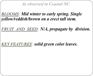 As observed in Coastal NC.

BLOOMS: Mid winter to early spring. Single yellow/reddish/brown on a erect tall stem.

FRUIT  AND  SEED: N/A, propagate by  division.


KEY FEATURES: solid green color leaves.