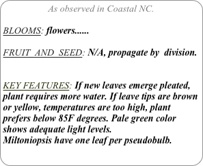 As observed in Coastal NC.

BLOOMS: flowers......

FRUIT  AND  SEED: N/A, propagate by  division.


KEY FEATURES: If new leaves emerge pleated, plant requires more water. If leave tips are brown or yellow, temperatures are too high, plant prefers below 85F degrees. Pale green color shows adequate light levels.
Miltoniopsis have one leaf per pseudobulb.