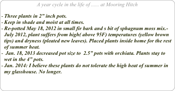 A year cycle in the life of ...... at Mooring Hitch

Three plants in 2” inch pots.
Keep in shade and moist at all times.
Re-potted May 18, 2012 in small fir bark and s bit of sphagnum moss mix.-July 2012, plant suffers from high( above 95F) temperatures (yellow brown tips) and dryness (pleated new leaves). Placed plants inside home for the rest of summer heat.
 Jan. 18, 2013 decreased pot size to  2.5” pots with orchiata. Plants stay to wet in the 4” pots. 
Jan. 2014: I believe these plants do not tolerate the high heat of summer in my glasshouse. No longer.


